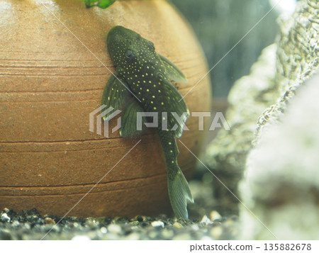 Bluefin Pecholetia clinging to a clay pipe Bluefin Pecholetia clinging to a clay pipe 135882678