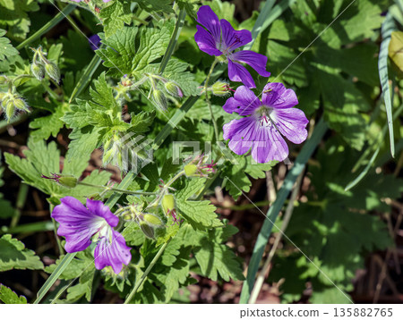 Geranium nodosum, is species of plant in genus Geranium of family Geraniaceae. 135882765
