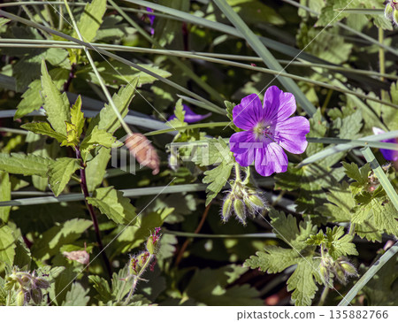 Geranium nodosum, is species of plant in the genus Geranium of the family Geraniaceae. 135882766