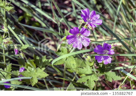 Geranium nodosum, is a species of plant in genus Geranium of the family Geraniaceae. 135882767