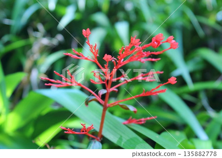 Flowers Flowers 135882778