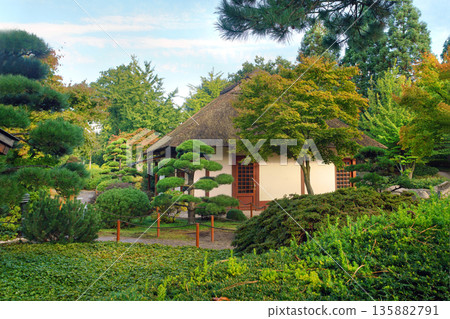 Amazing pruned pine trees  in Japanese garden. Rocks on coast of pond. 135882791