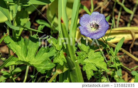 Geranium Rozanne, is species of plant in genus Geranium of family Geraniaceae. A bee collects nectar. 135882835