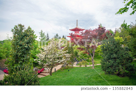 Panorama of Japanese garden with cherry blossom and red rhododendron blossoms and pagoda 135882843