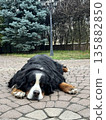 Bernese mountain dog relaxing on paving stones outdoors 135882850