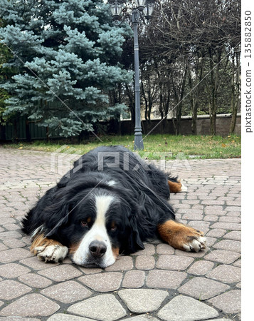 Bernese mountain dog relaxing on paving stones outdoors 135882850