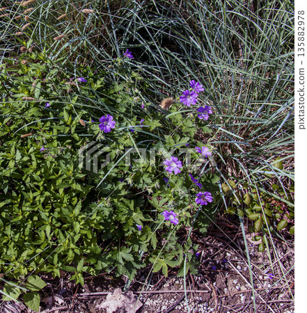 Geranium sanguineum, is species of plant in genus Geranium of family Geraniaceae. Geranium sanguineum, is species of plant in genus Geranium of family Geraniaceae. 135882978