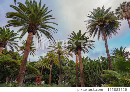 Palm Trees and Cacti in Lush Park Featuring Native Canary Islands Flora 135883326