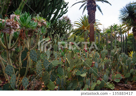Palm Trees and Cacti in Lush Park Featuring Native Canary Islands Flora 135883417