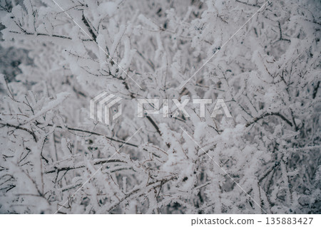 Winter Wonderland - Bush, Tree Under Rime Ice, Hoarfrost, Crystals Winter Wonderland - Bush, Tree Under Rime Ice, Hoarfrost, Crystals 135883427