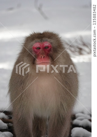 Japanese macaques staring out from the snow 2026.1.26 Jigokudani Monkey Park, Japan Japanese macaques staring out from the snow 2026.1.26 Jigokudani Monkey Park, Japan 135883482