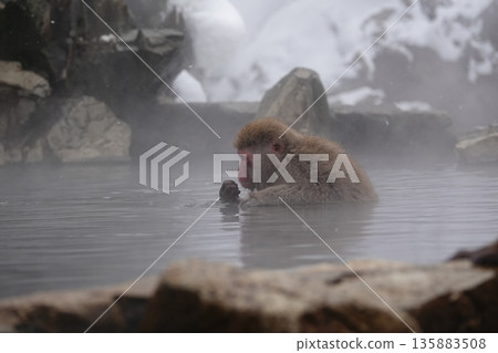Japanese macaques enjoying a steamy winter outdoor bath 2026.1.26 Jigokudani Monkey Park, Japan 135883508