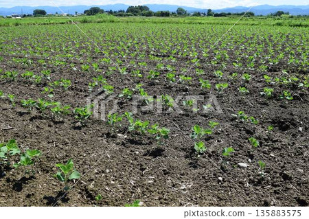 Soybean field Shonai, Yamagata Prefecture 135883575