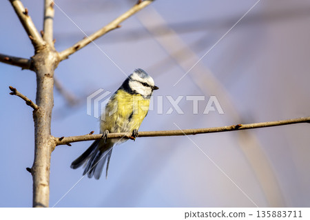 Eurasian Blue Tit perched on branch with colorful background. Cyanistes caeruleus looking for food on blurred bright spring colored background In garden 135883711