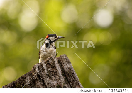 Great Spotted Woodpecker, Dendrocopos major, perched on a branch in woodland in a view against greenery , bied in nature habitat, Czech republic Great Spotted Woodpecker, Dendrocopos major, perched on a branch in woodland in a view against greenery , bied in nature habitat, Czech republic 135883714
