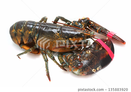 Lobster alive 135883920
