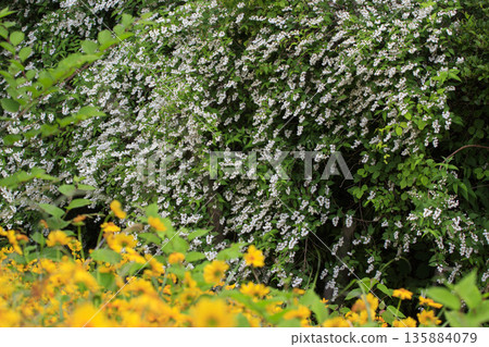 春林中盛開著白色的溲疏花和黃色的金眼菊花。 春林中盛開著白色的溲疏花和黃色的金眼菊花。 135884079