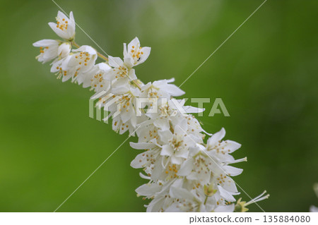 春林中盛開的白色溲疏花 春林中盛開的白色溲疏花 135884080