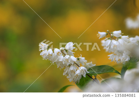 White Deutzia flowers and yellow Golden-eyed Chrysanthemum flowers blooming in the spring forest 135884081