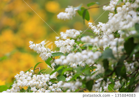 White Deutzia flowers and yellow Golden-eyed Chrysanthemum flowers blooming in the spring forest White Deutzia flowers and yellow Golden-eyed Chrysanthemum flowers blooming in the spring forest 135884083