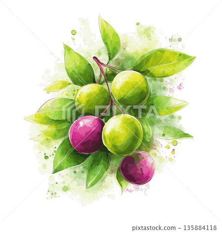 Clipart of Kombu Seaweed Superfood Ingredients on Transparent Background for Healthy Cooking 135884118