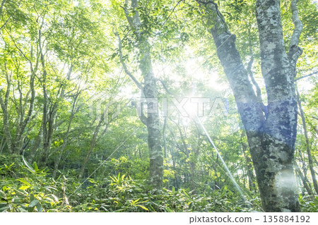 A scene of sunlight shining through the fresh green forest at Oyama Kyoganari A scene of sunlight shining through the fresh green forest at Oyama Kyoganari 135884192