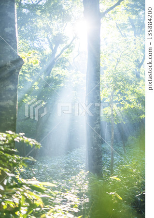 A scene of sunlight shining through the fresh green forest at Oyama Kyoganari A scene of sunlight shining through the fresh green forest at Oyama Kyoganari 135884200