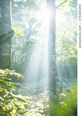 A scene of sunlight shining through the fresh green forest at Oyama Kyoganari A scene of sunlight shining through the fresh green forest at Oyama Kyoganari 135884201