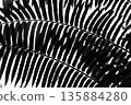 Silhouette leaves isolated on white background 135884280