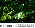 Beautiful of green tropical leaves plant background 135884283