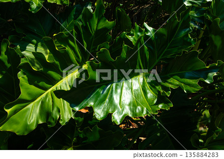 Beautiful of green tropical leaves plant background Beautiful of green tropical leaves plant background 135884283
