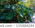 Beautiful of green tropical leaves plant background 135884284