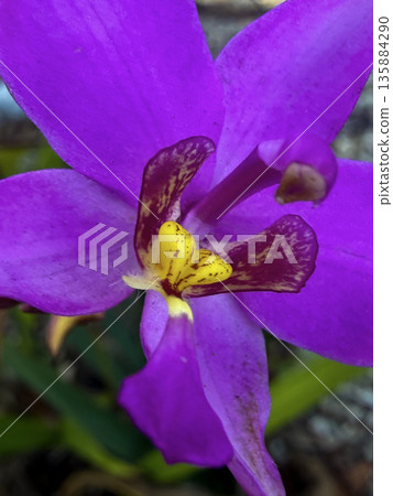 Purple Orchid Macro with Yellow and Brown Center Detail 135884290