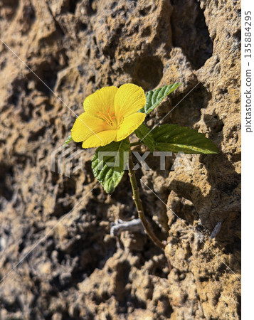 Tiny Yellow Wildflower Growing in Soil Macro Nature Detail 135884295