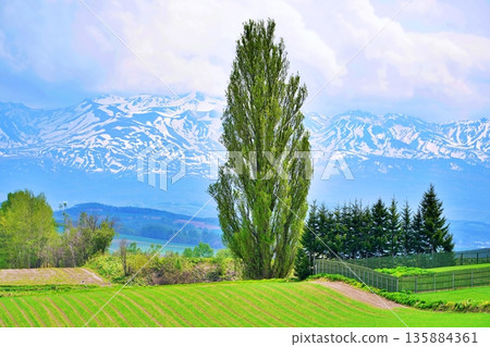 Spring in Biei, Hokkaido: Ken and Mary's Tree 135884361