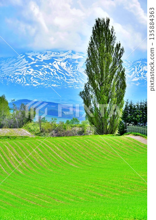 北海道美瑛的春天：健和瑪莉的樹 135884363