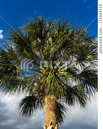 Sunlit Palm Tree Crown Against Blue Sky 135884419