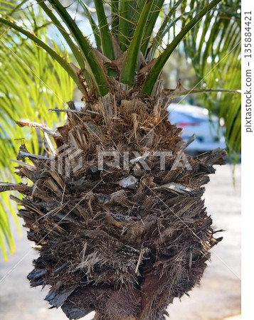 Palm Tree Trunk Texture with Spiky Fronds Close Up Palm Tree Trunk Texture with Spiky Fronds Close Up 135884421