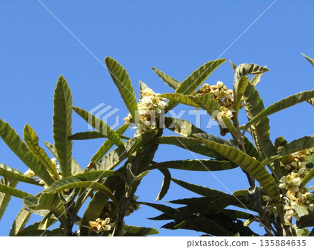 Loquat flowers bloom in the cold winter Loquat flowers bloom in the cold winter 135884635