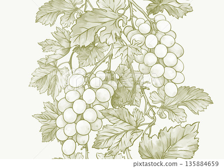 Seamless vector pattern with ripe grape 135884659