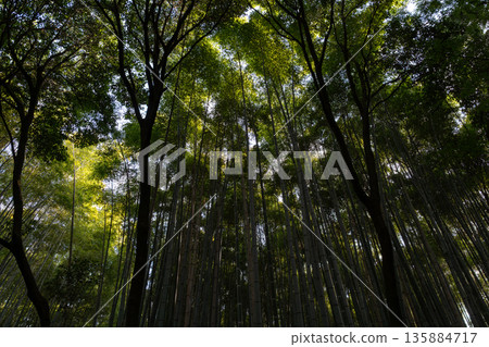 Dense bamboo forest grove in Arashiyama, Kyoto, Japan Dense bamboo forest grove in Arashiyama, Kyoto, Japan 135884717