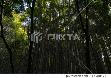 Dense bamboo forest grove in Arashiyama, Kyoto, Japan Dense bamboo forest grove in Arashiyama, Kyoto, Japan 135884719