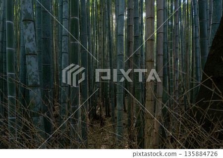 Dense bamboo forest grove in Arashiyama, Kyoto, Japan Dense bamboo forest grove in Arashiyama, Kyoto, Japan 135884726