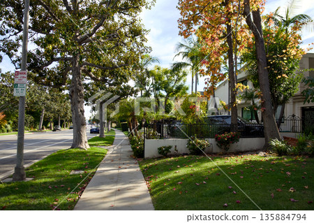 Sunny residential street with sidewalk palm trees and suburban houses Sunny residential street with sidewalk palm trees and suburban houses 135884794