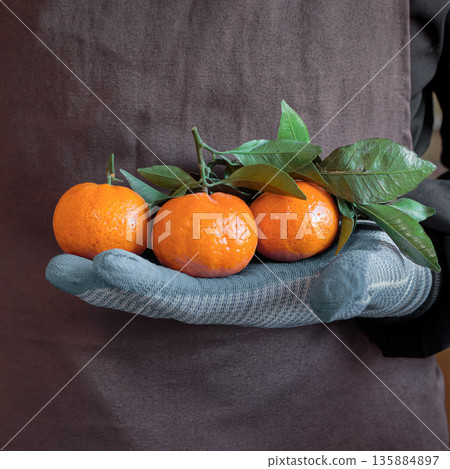 A grocery store clerk holds several fresh tangerines. Food retail, fruit market, fresh citrus, organic food, healthy food, grocery shopping, everyday retail work, healthy eating concept A grocery store clerk holds several fresh tangerines. Food retail, fruit market, fresh citrus, organic food, healthy food, grocery shopping, everyday retail work, healthy eating concept 135884897