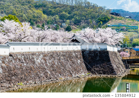 Yamanashi: Cherry blossoms in full bloom at Maizuru Castle Park 135884912
