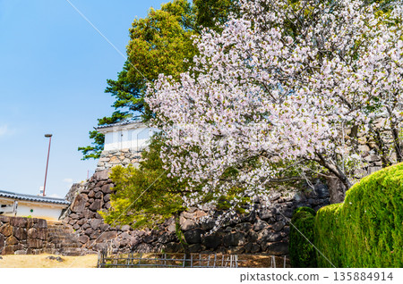 Yamanashi: Cherry blossoms in full bloom at Maizuru Castle Park Yamanashi: Cherry blossoms in full bloom at Maizuru Castle Park 135884914