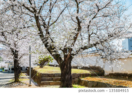 Yamanashi: Cherry blossoms in full bloom at Maizuru Castle Park 135884915