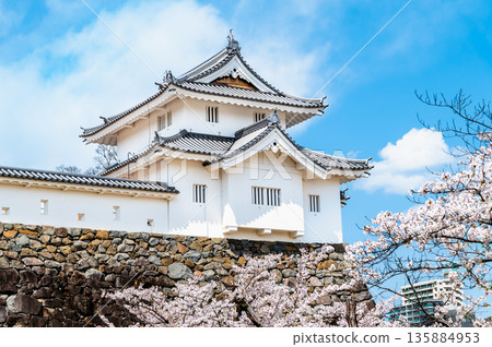 Yamanashi: Cherry blossoms in full bloom at Maizuru Castle Park Inari Tower 135884953