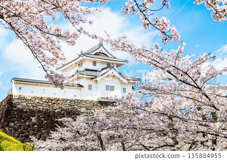 Yamanashi: Cherry blossoms in full bloom at Maizuru Castle Park Inari Tower 135884955